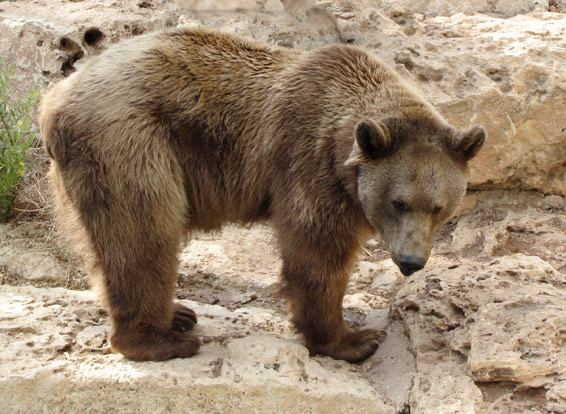 Adventure Classroom - Gobi Desert Bears