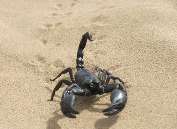 scorpions in the desert