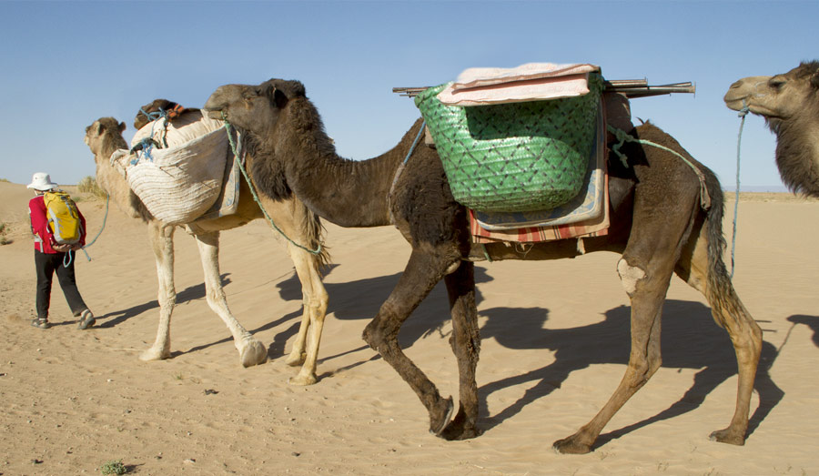 Camels Use Their Humps for Food Storage During Long Treks