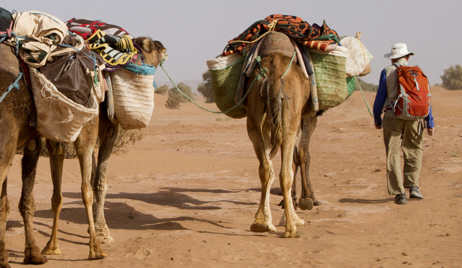 Adventure Classroom - Camels - Desert Transport